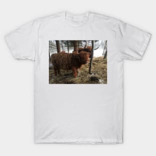 Scottish Highland Cattle Calf 1921 T-Shirt